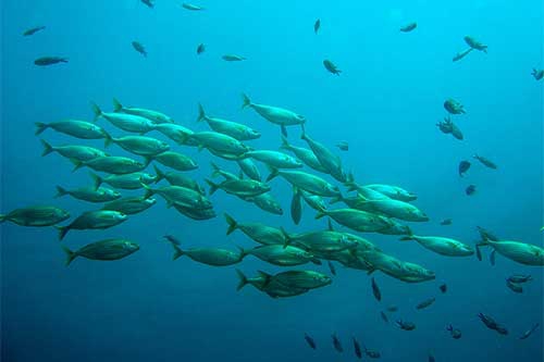 梦见河里很多鱼 梦见河里很多鱼