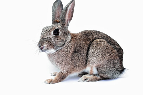 梦见一只大兔子扑向我 梦见一只大兔子扑向我