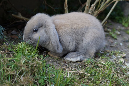 梦见车撞死兔子 梦见车撞死兔子