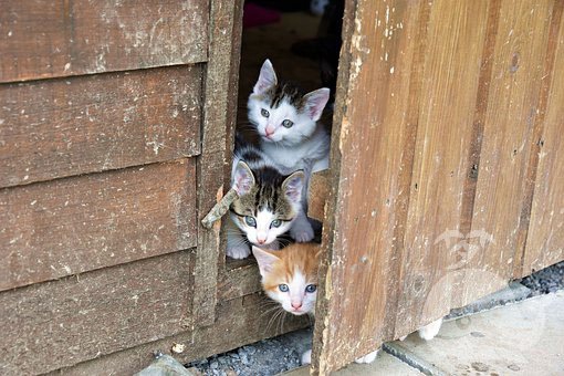 梦见被猫咬到手指头 梦见被猫咬到手指头