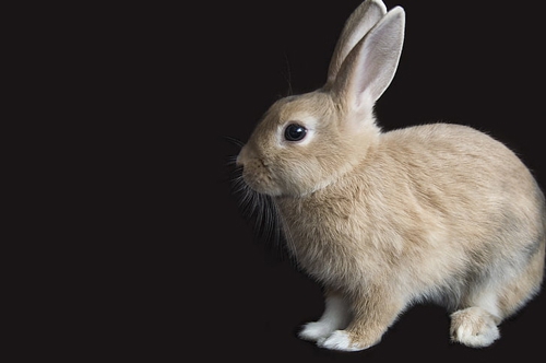 梦见放了野兔子 梦见放了野兔子