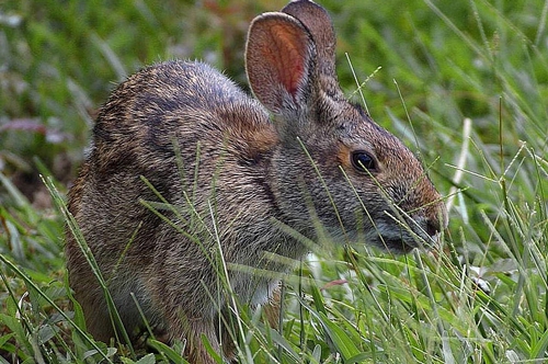 梦见自己被兔子咬流血 梦见自己被兔子咬流血