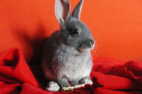 兔子进屋又走了 兔子进屋又走了