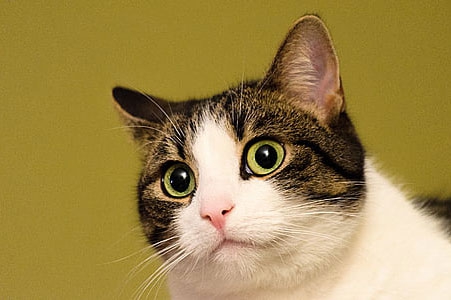 梦见猫的魂魄跟着我