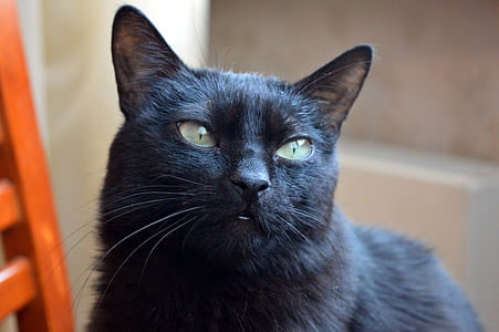 梦见猫生十只小猫 梦见猫生十只小猫