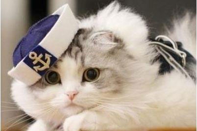 梦见黄鼠狼和猫在等你 梦见黄鼠狼和猫在等你