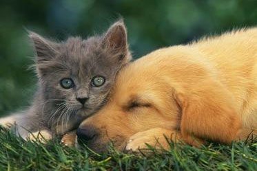 梦见狗吞猫 梦见狗吞猫