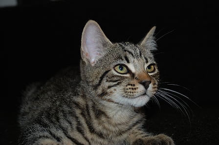 梦见直立行走的猫 梦见直立行走的猫