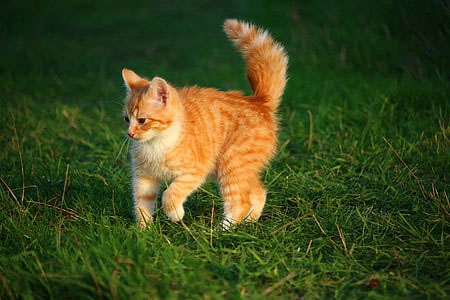 梦见虐猫虐狗被缠着 梦见虐猫虐狗被缠着