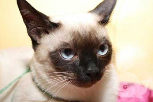 梦见蟒蛇是被猫抓住了 梦见蟒蛇是被猫抓住了