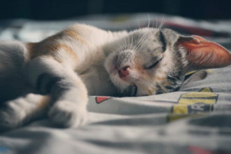 梦见猫咬我后背 梦见猫咬我后背