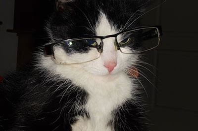 梦见猫爬上我的床 梦见猫爬上我的床