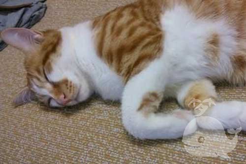 梦见老公杀死了一只猫 梦见老公杀死了一只猫