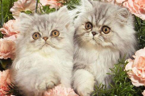 梦见猫身上有跳蚤--