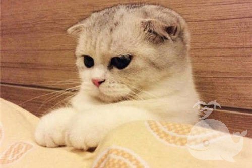 梦见驴生猫 梦见驴生猫