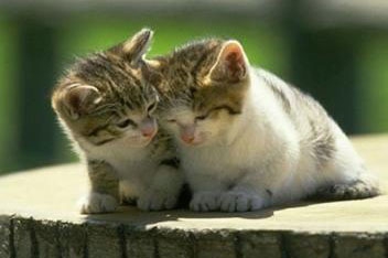 梦见一只很亲近人的猫