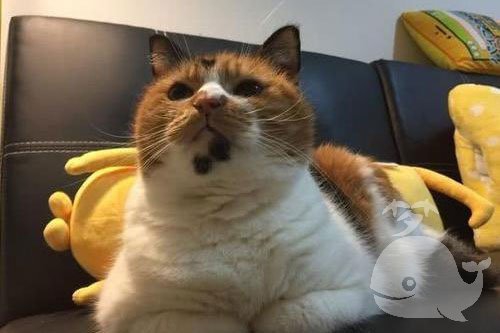 梦见猫咬我的脚上的肉 梦见猫咬我的脚上的肉