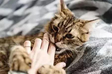 梦见猫把衣服叼走了 梦见猫把衣服叼走了