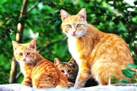 梦见猫跑到葬礼上 梦见猫跑到葬礼上