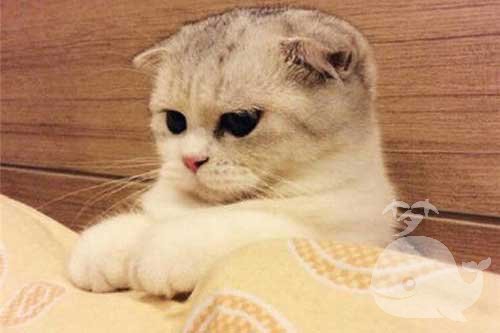 梦见猫狗跳楼死了 梦见猫狗跳楼死了