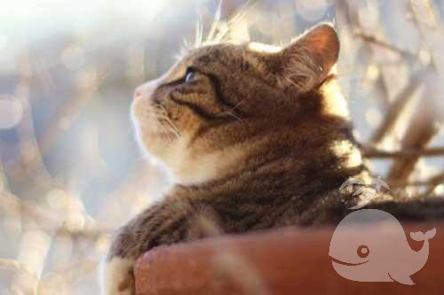 梦见猫送我一只蛋 梦见猫送我一只蛋