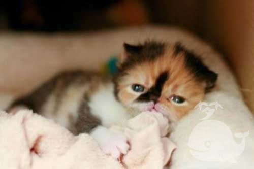 梦见猫把蛇吃了流了血 梦见猫把蛇吃了流了血