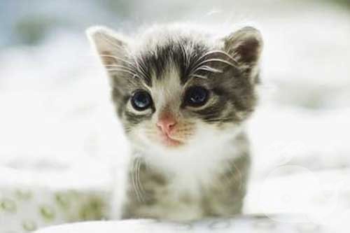 梦见一只猫往我脸上扑过来 梦见一只猫往我脸上扑过来