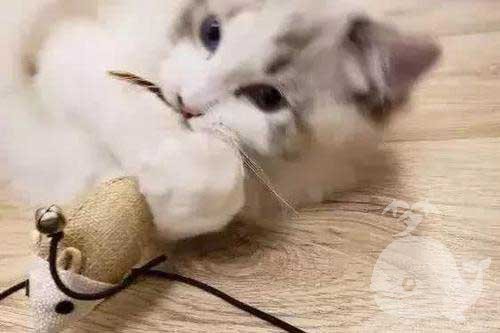 梦见老公抓到一只猫 梦见老公抓到一只猫