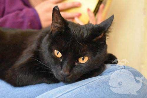 梦见人变成了猫追我