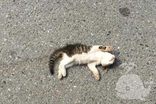梦见自己掐死猫流血 梦见自己掐死猫流血
