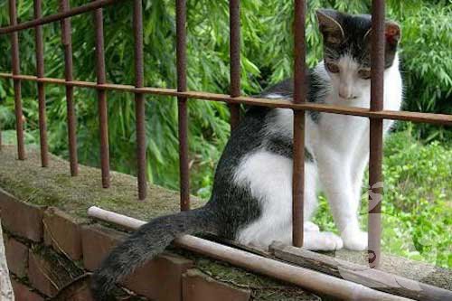 梦见浑身是血的猫缠身