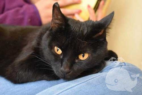 梦见猫拉屎在桌上