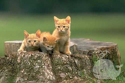 梦见被猫追被吃了 梦见被猫追被吃了