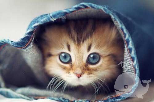 梦见猫说自己是狐狸 梦见猫说自己是狐狸