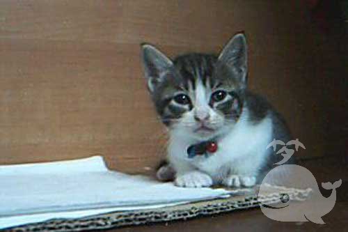 梦见猫垃满地屎 梦见猫垃满地屎