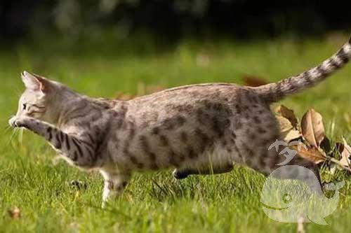 梦见喂几只流浪猫 梦见喂几只流浪猫