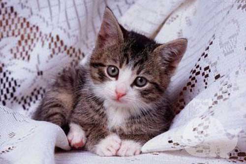 梦见猫狗一起玩 梦见猫狗一起玩