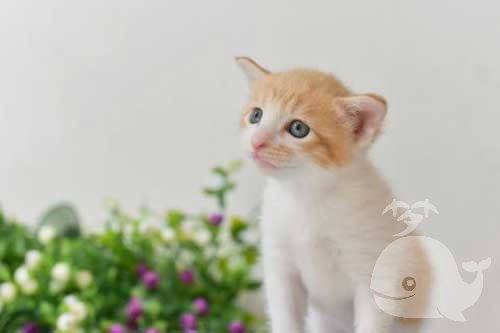 梦见有猫从家里跑出去 梦见有猫从家里跑出去