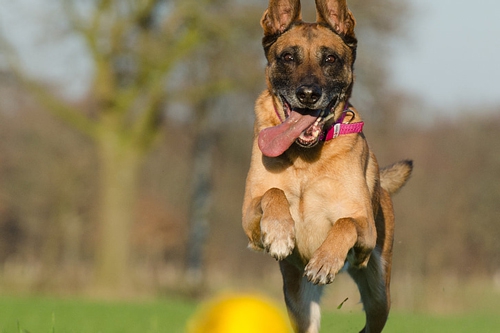 梦见有狗追我 梦见有狗追我