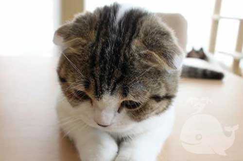 梦见东西从天而降的猫 梦见东西从天而降的猫