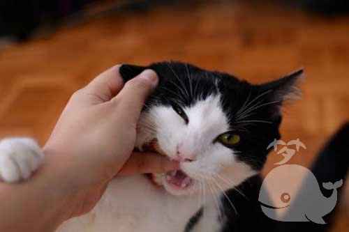 梦见家里有几只猫和兔子 梦见家里有几只猫和兔子