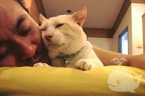 梦见猫爬上头顶 梦见猫爬上头顶