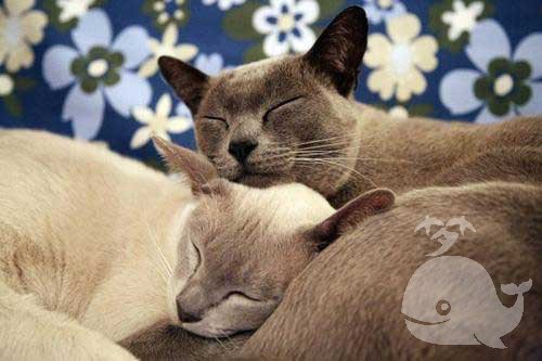 梦见自己喂猫吃饼干 梦见自己喂猫吃饼干