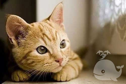 梦见勒死猫 梦见勒死猫