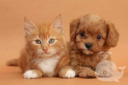 梦见猫狗同体 梦见猫狗同体