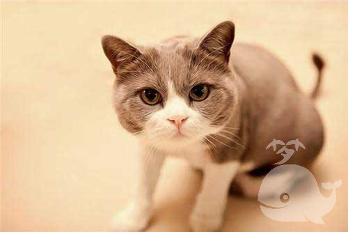 梦见把猫的脖子弄断 梦见把猫的脖子弄断