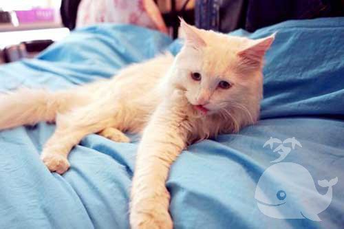 梦见猫饿疯了 梦见猫饿疯了