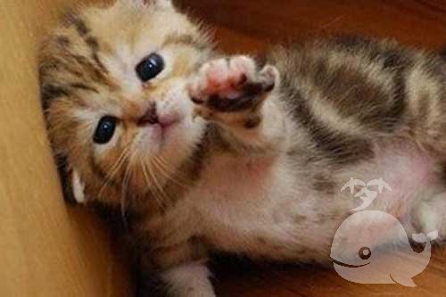 梦见猫淹死了又活过来 梦见猫淹死了又活过来