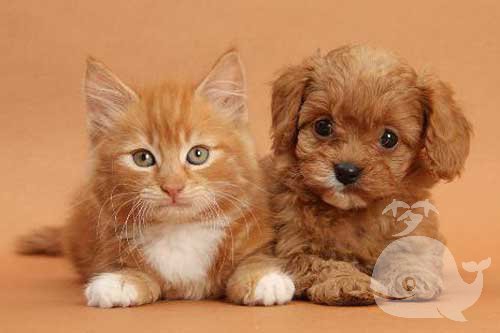 梦见狗和猫在自己家里 梦见狗和猫在自己家里