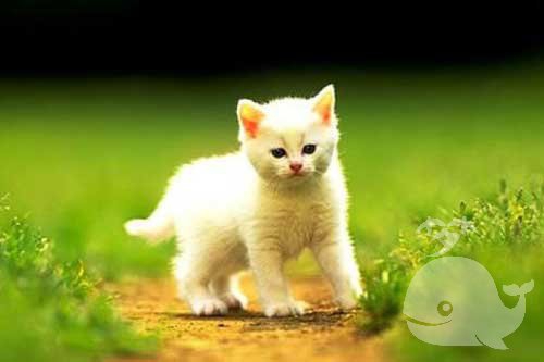 梦见人脸猫 梦见人脸猫